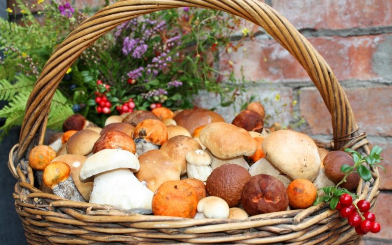 Фото Сонник грибы подберезовики #4